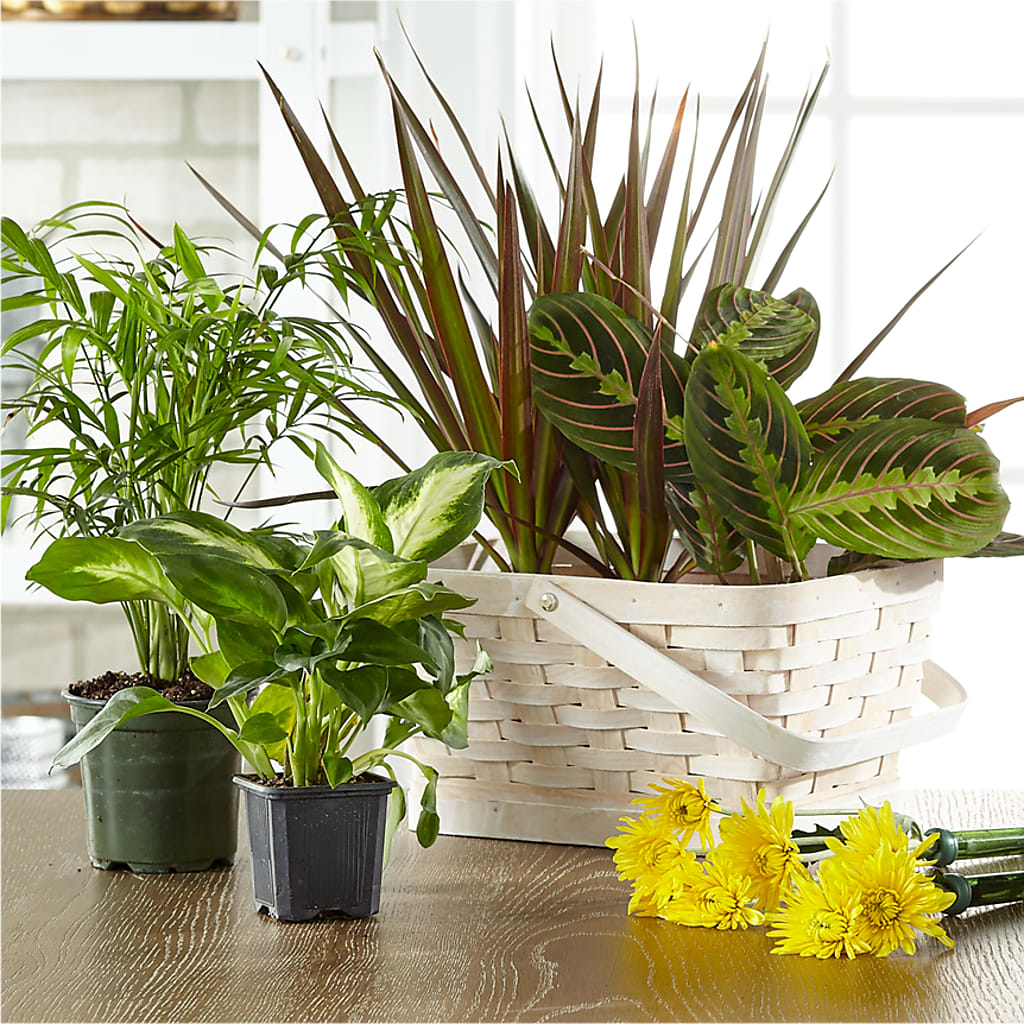 Florist Designed Blooming and Green Plants in a Basket – Tala Florist Northshore, North Vancouver BC