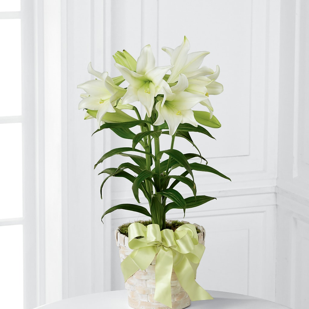 Easter Lily Plant – Tala Florist Northshore, North Vancouver BC