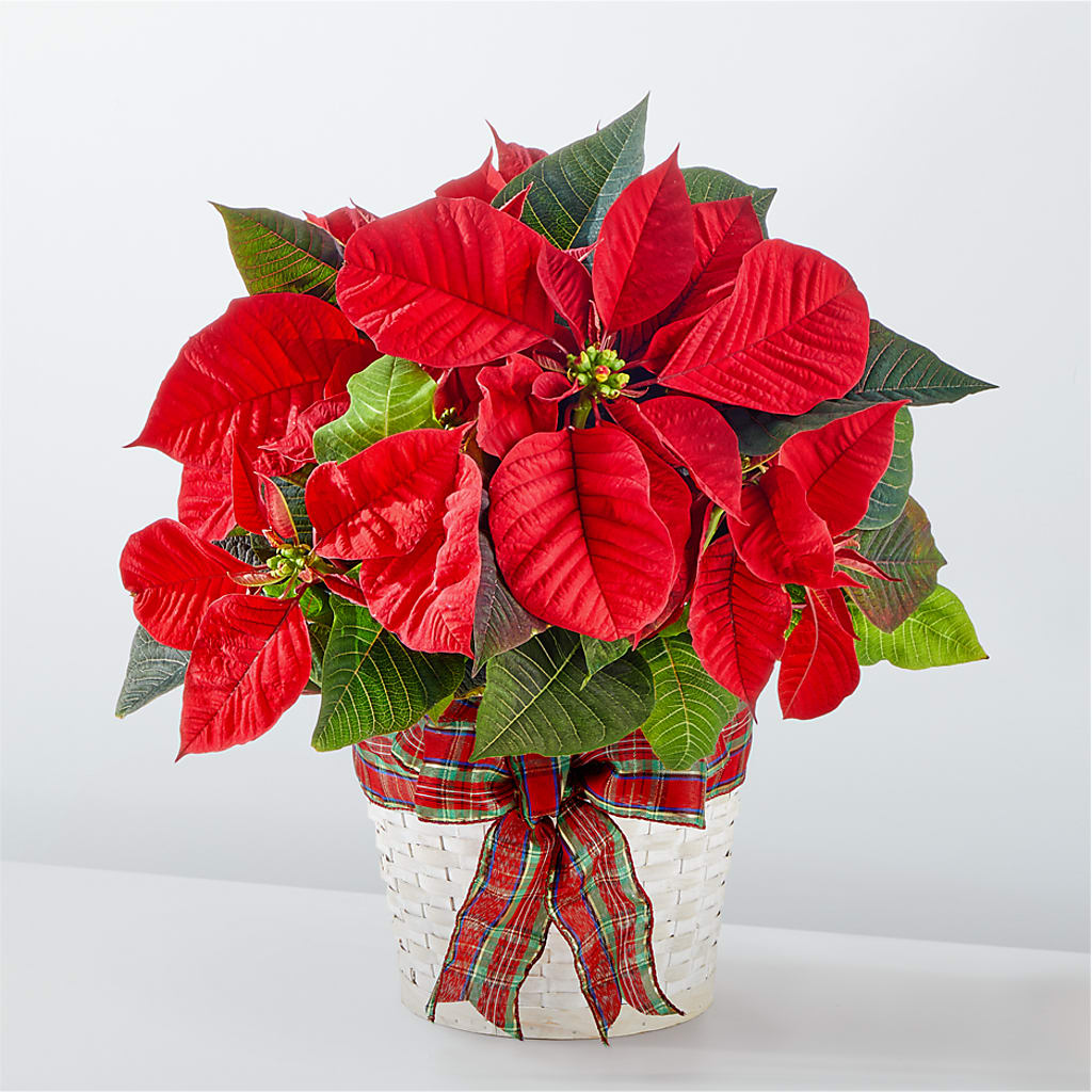 Happiest Holidays Poinsettia – Tala Florist Northshore, North Vancouver BC