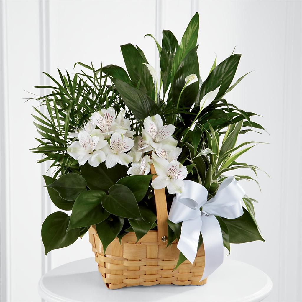 Peace & Serenity Dishgarden – Tala Florist Northshore, North Vancouver BC