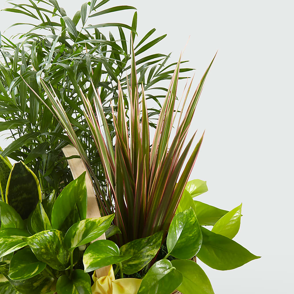 French Garden – Tala Florist Northshore, North Vancouver BC