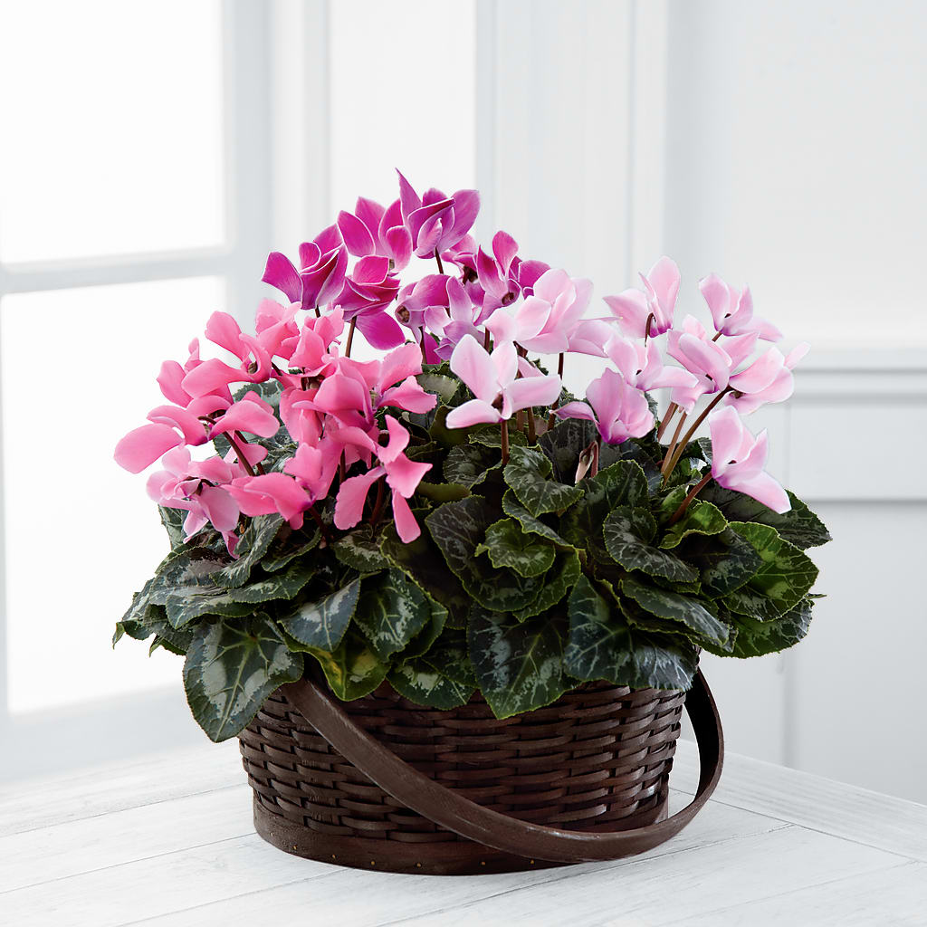 Mixed Cyclamen Planter – Tala Florist Northshore, North Vancouver BC
