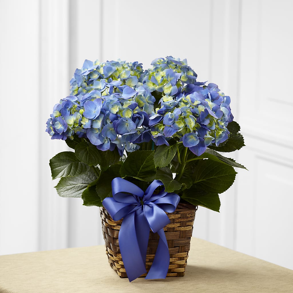 Blue Hydrangea Planter – Tala Florist Northshore, North Vancouver BC