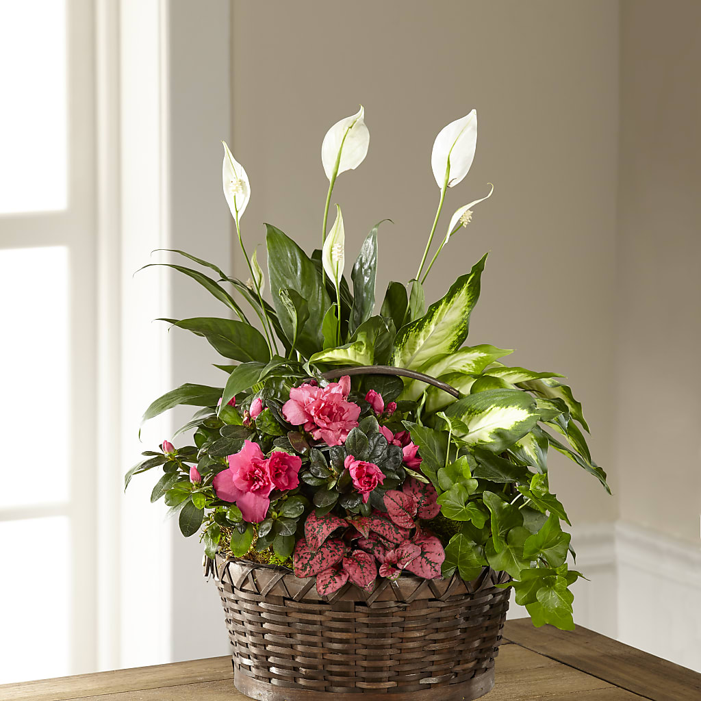Dream in Pink Dishgarden – Tala Florist Northshore, North Vancouver BC