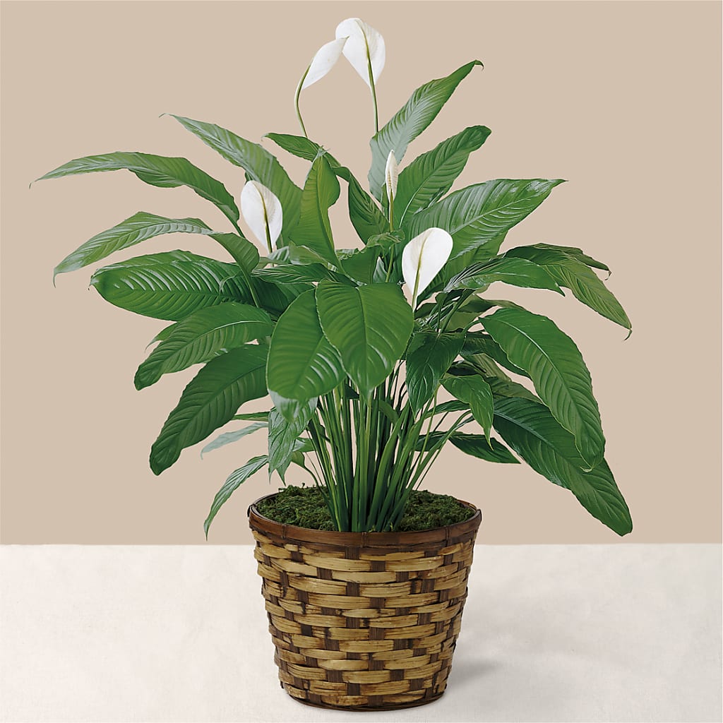 Tranquil Moments Peace Lily Plant – Tala Florist Northshore, North Vancouver BC