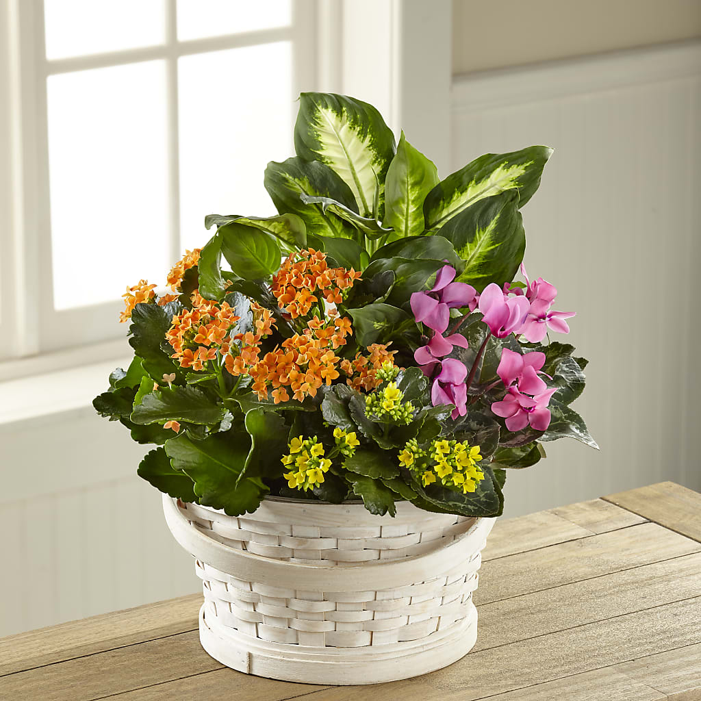 Color Crush Dishgarden – Tala Florist Northshore, North Vancouver BC