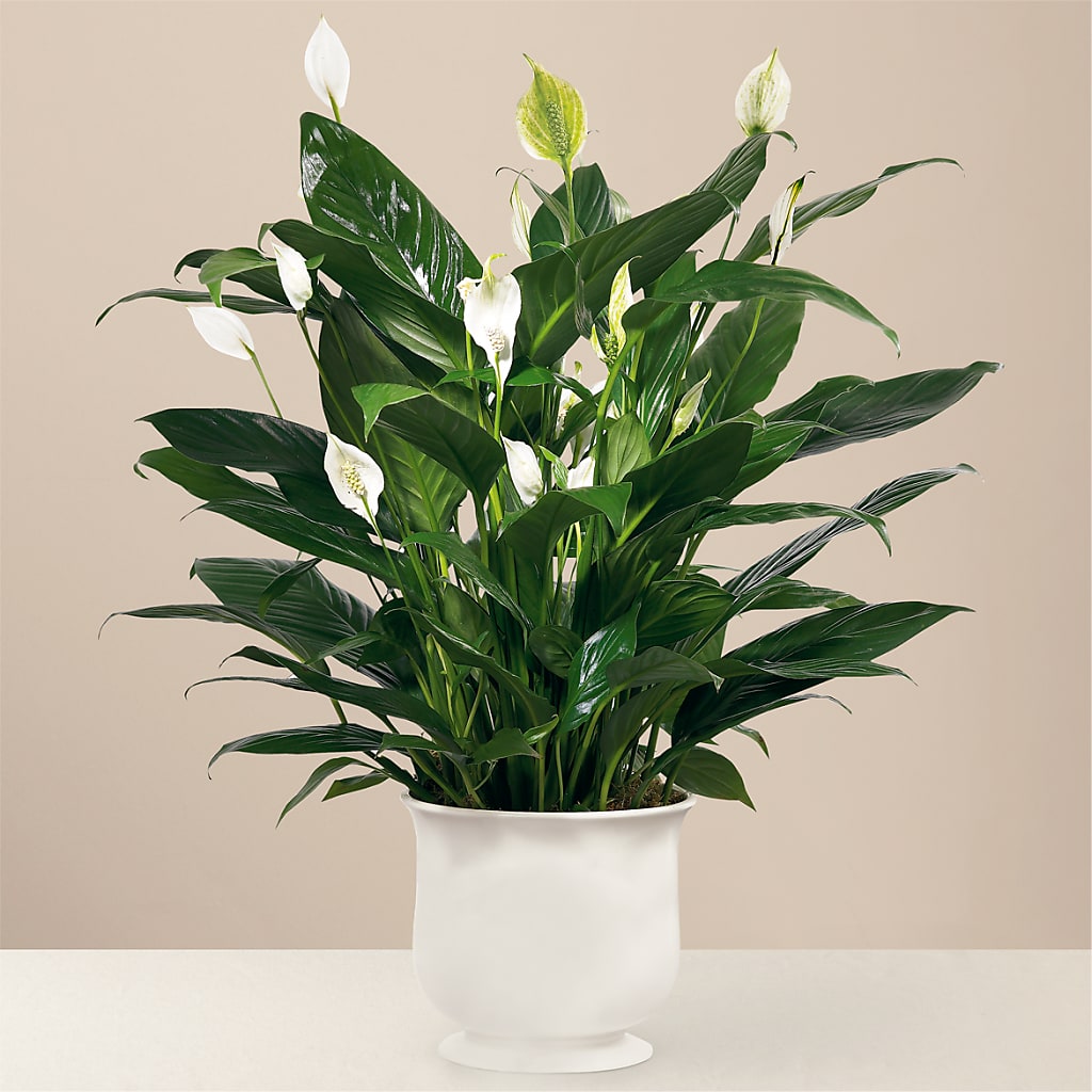 Comfort Planter – Tala Florist Northshore, North Vancouver BC