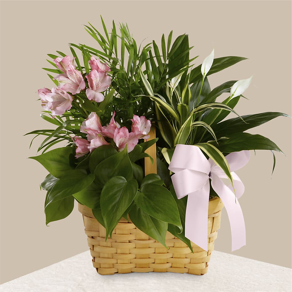 Living Spirit Dishgarden – Tala Florist Northshore, North Vancouver BC