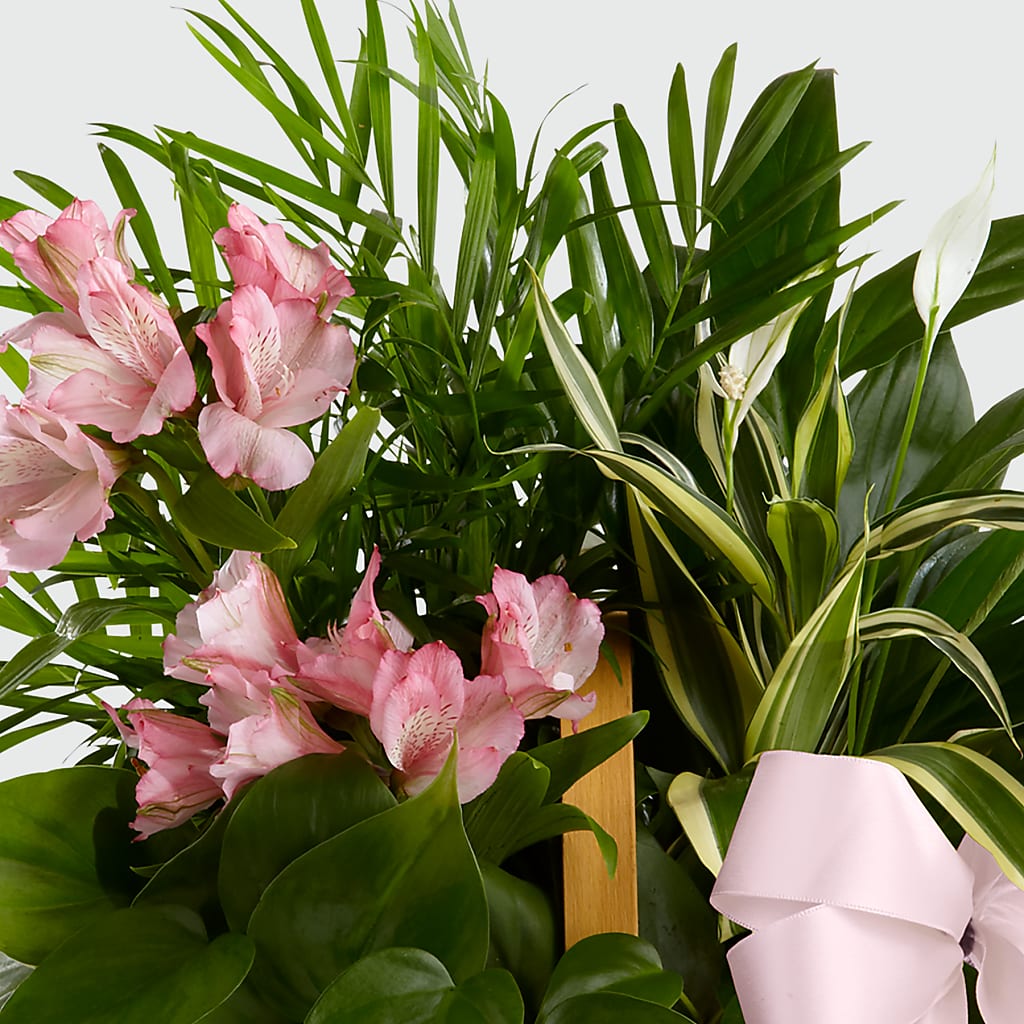 Living Spirit Dishgarden – Tala Florist Northshore, North Vancouver BC