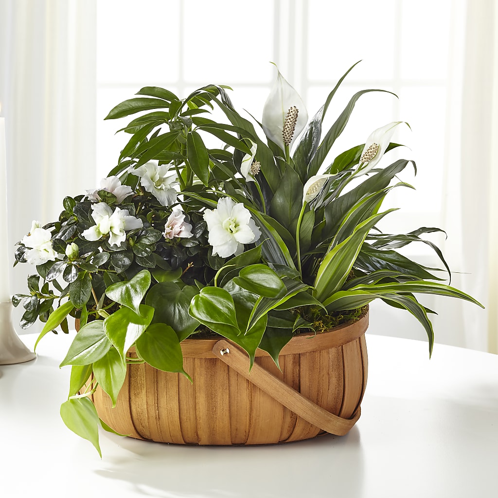Serene Dishgarden – Tala Florist Northshore, North Vancouver BC