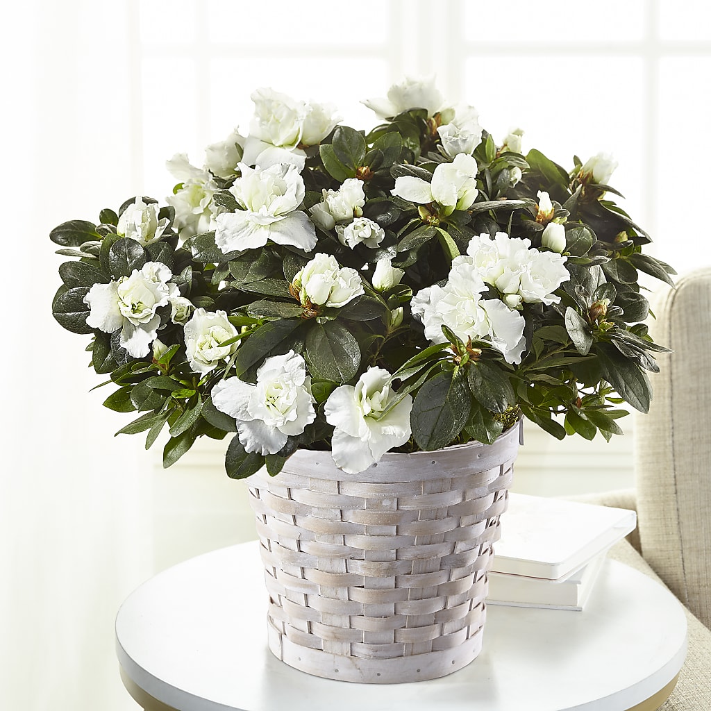 White Azalea Plant – Tala Florist Northshore, North Vancouver BC