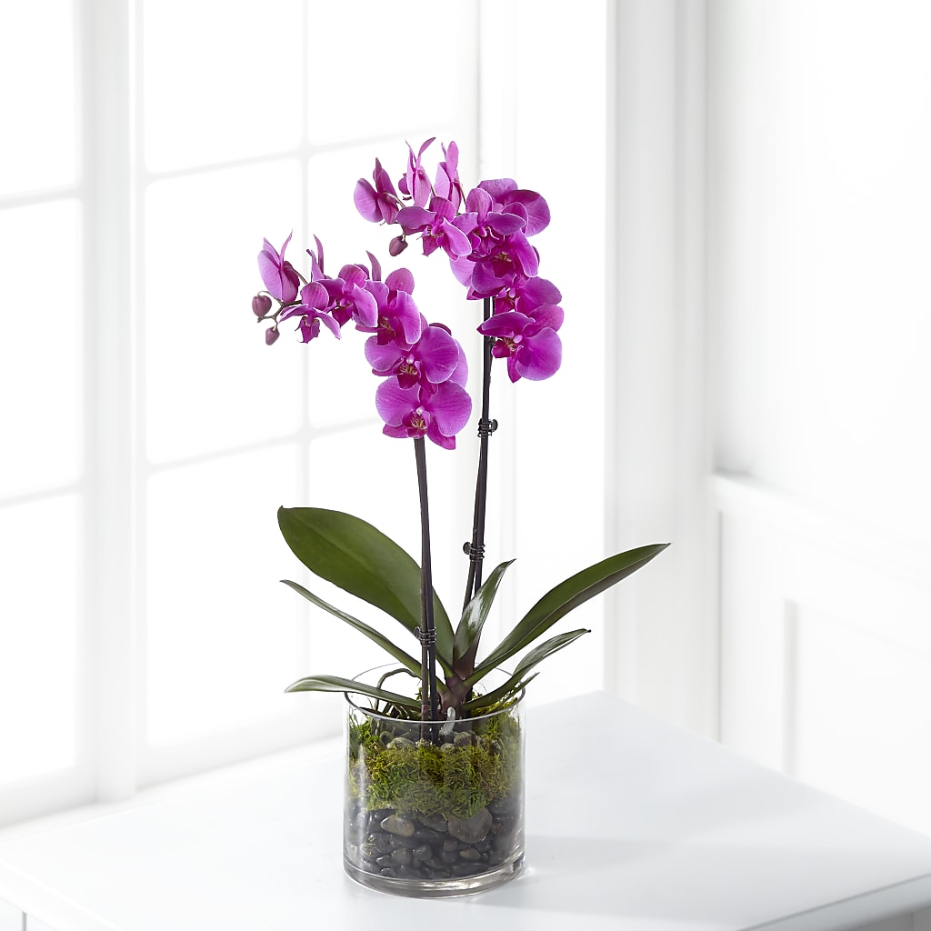 Pink Orchid Plant – Tala Florist Northshore, North Vancouver BC