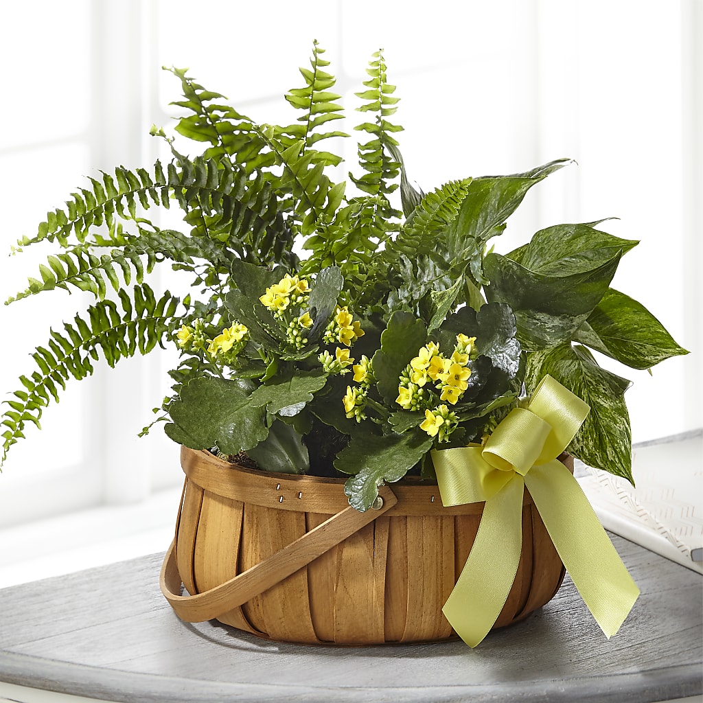 Always Dear Dishgarden – Tala Florist Northshore, North Vancouver BC