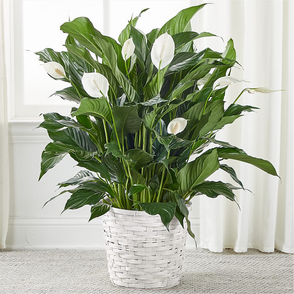 A New Leaf Peace Lily – Tala Florist Northshore, North Vancouver BC