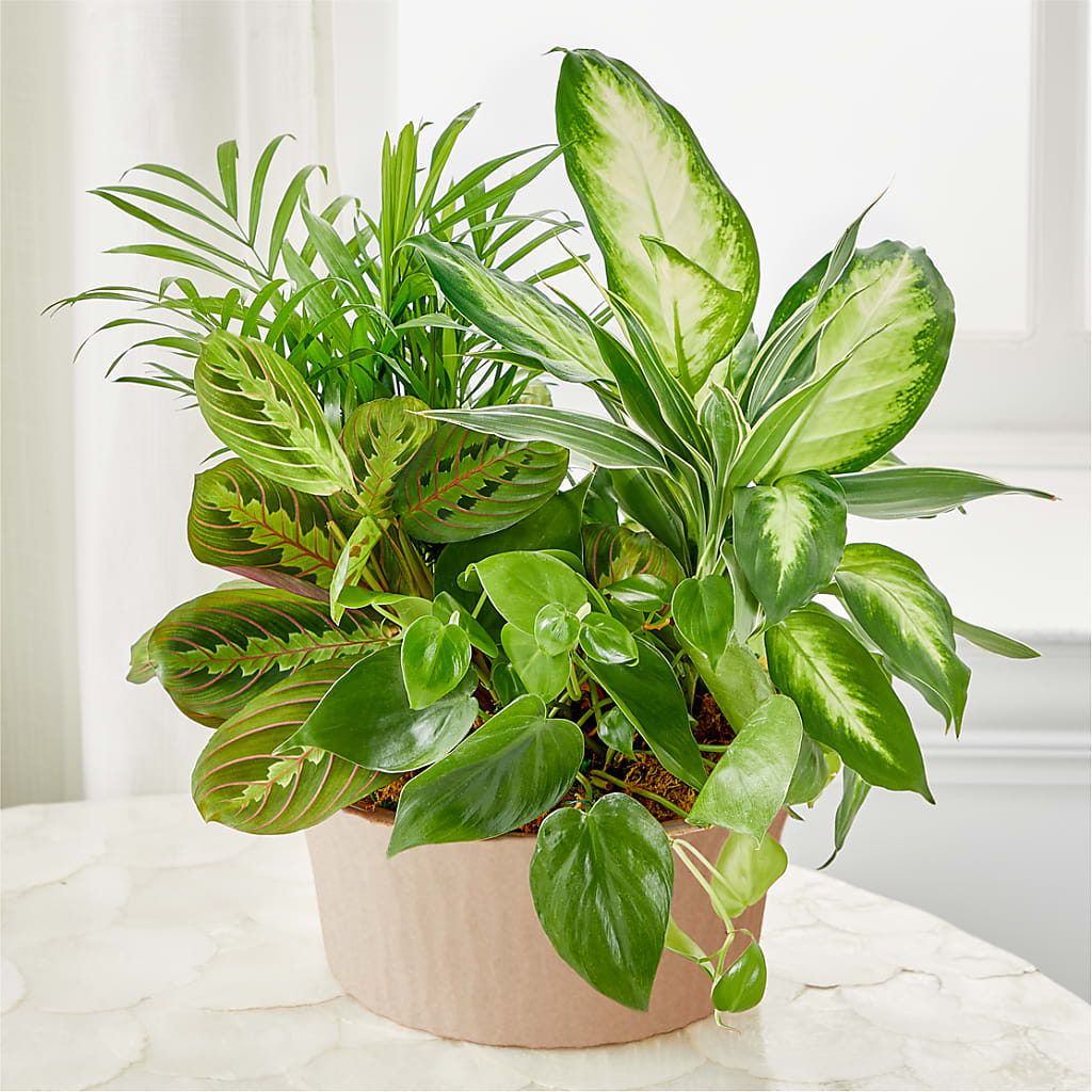Balance & Harmony Dishgarden – Tala Florist Northshore, North Vancouver BC