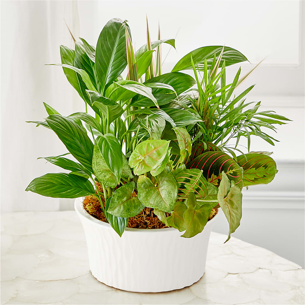 Balance & Harmony Dishgarden – Tala Florist Northshore, North Vancouver BC