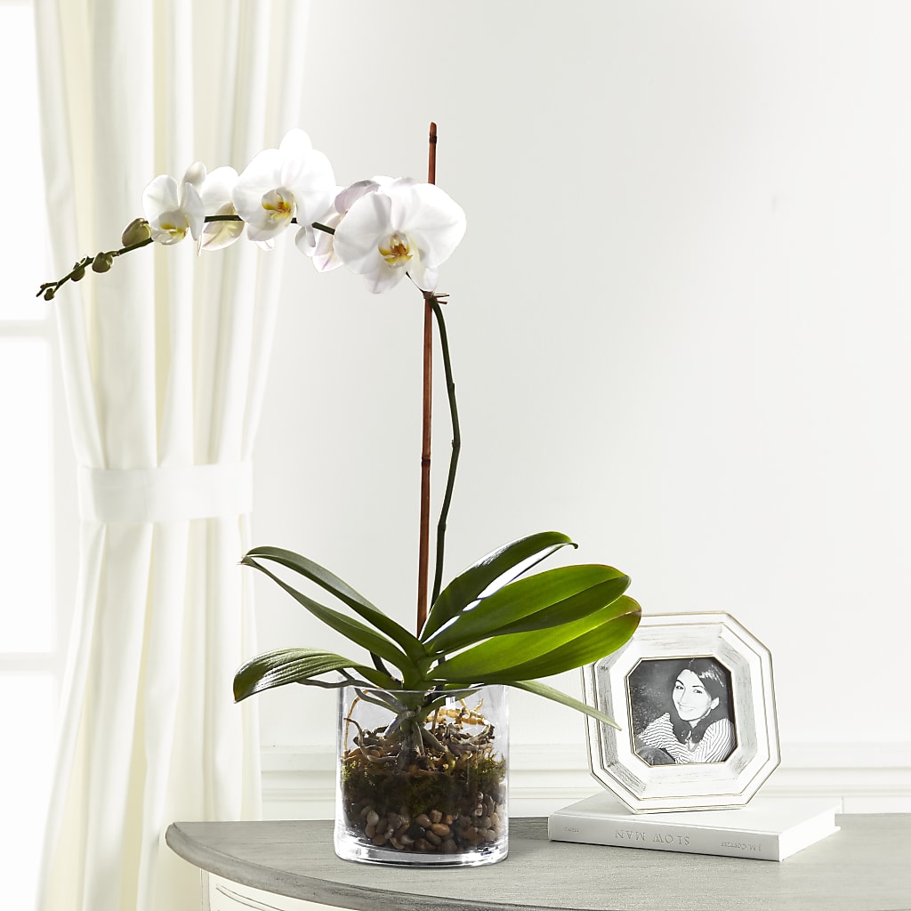 White Orchid Planter – Tala Florist Northshore, North Vancouver BC