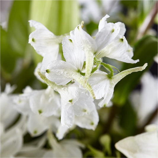 Classic Ivory – A Florist Original – Tala Florist Northshore, North Vancouver BC