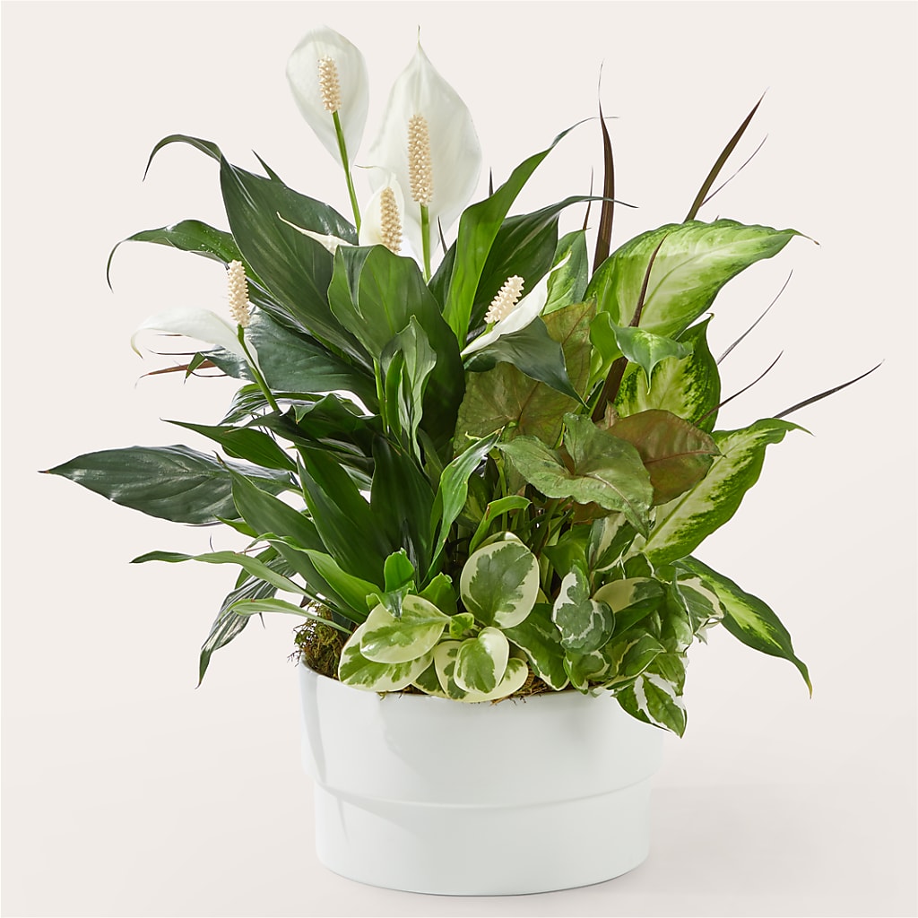 Radiating Positivity Dishgarden – Tala Florist Northshore, North Vancouver BC
