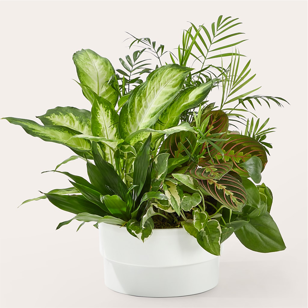 Radiating Positivity Dishgarden – Tala Florist Northshore, North Vancouver BC