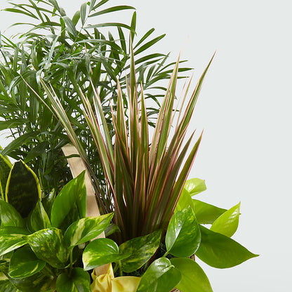 French Garden –  Tala Florist Northshore, North Vancouver BC