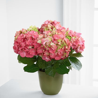 Pink Hydrangea Planter –  Tala Florist Northshore, North Vancouver BC