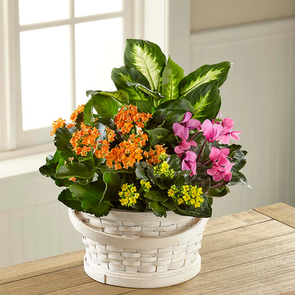 Color Crush Dishgarden –  Tala Florist Northshore, North Vancouver BC