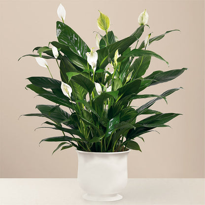 Comfort Planter –  Tala Florist Northshore, North Vancouver BC