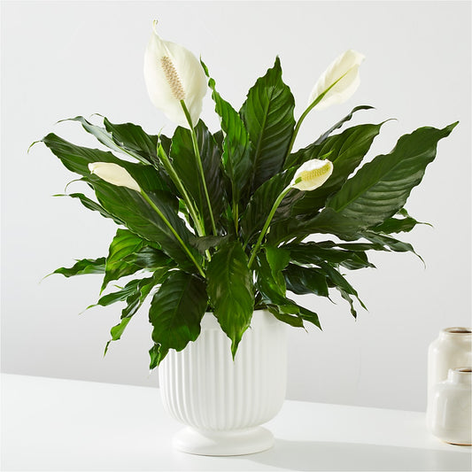 Comfort Planter –  Tala Florist Northshore, North Vancouver BC