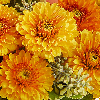 Peachy Pumpkin –  Tala Florist Northshore, North Vancouver BC
