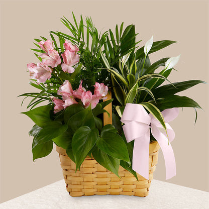 Living Spirit Dishgarden –  Tala Florist Northshore, North Vancouver BC