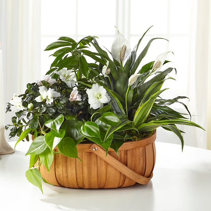 Serene Dishgarden –  Tala Florist Northshore, North Vancouver BC