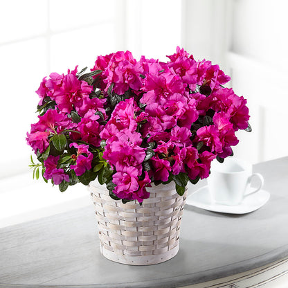 Hope & Serenity Azalea Plant –  Tala Florist Northshore, North Vancouver BC