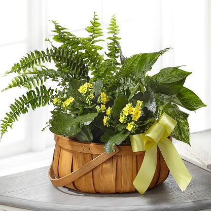 Always Dear Dishgarden –  Tala Florist Northshore, North Vancouver BC