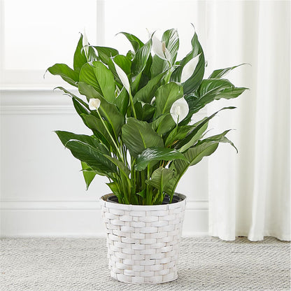A New Leaf Peace Lily –  Tala Florist Northshore, North Vancouver BC