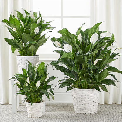 A New Leaf Peace Lily –  Tala Florist Northshore, North Vancouver BC