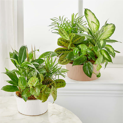 Balance & Harmony Dishgarden –  Tala Florist Northshore, North Vancouver BC