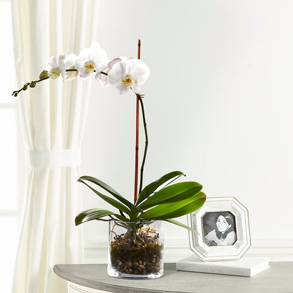 White Orchid Planter –  Tala Florist Northshore, North Vancouver BC